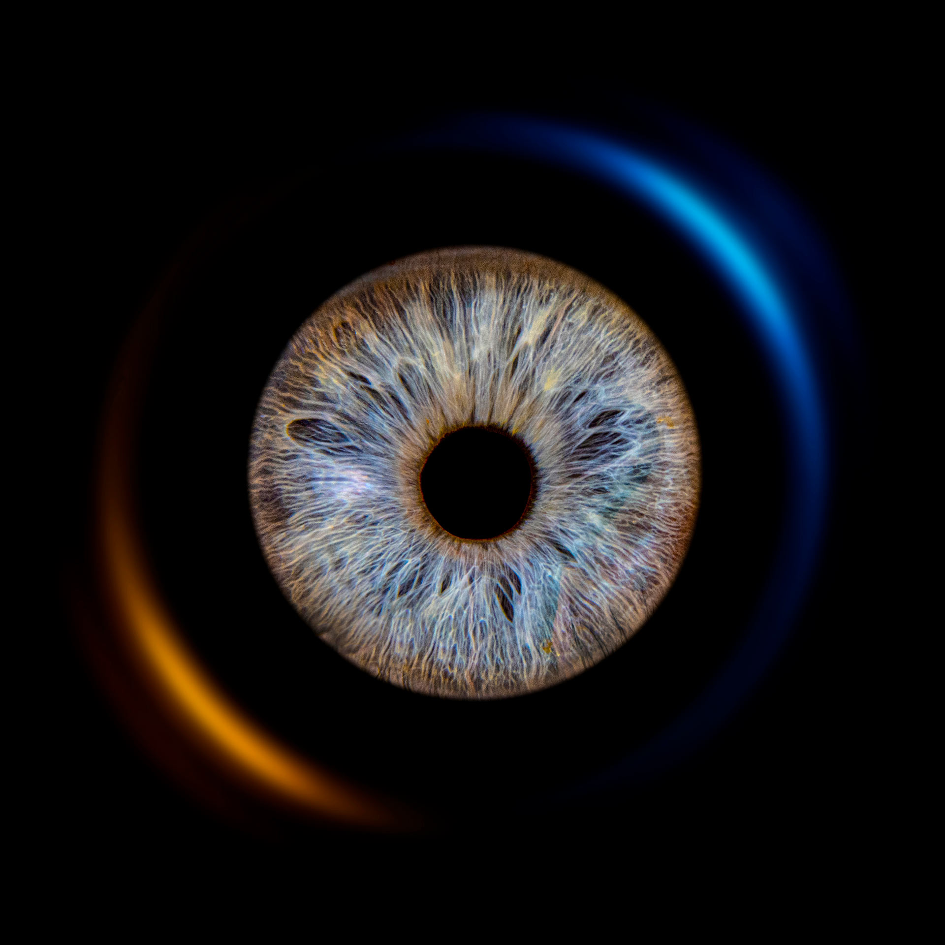 Beispiel Iris-Einzelmotiv | Iris-Fotografie bei Foto Forstmeyer, Bad Säckingen